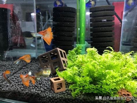 魚死了要換水嗎|魚死要換水嗎？水族專家小美教你正確換水，確保魚缸健康 